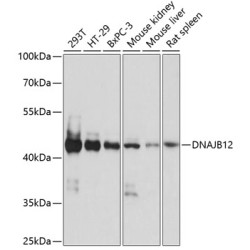 DNAJB12 Rabbit pAb