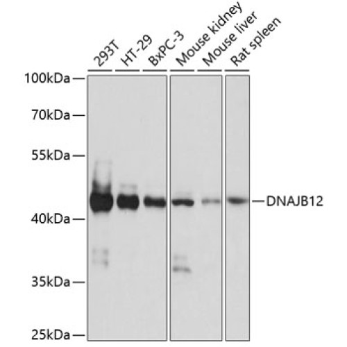 DNAJB12 Rabbit pAb