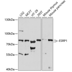 ESRP1 Rabbit pAb
