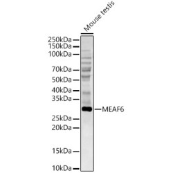MEAF6 Rabbit pAb