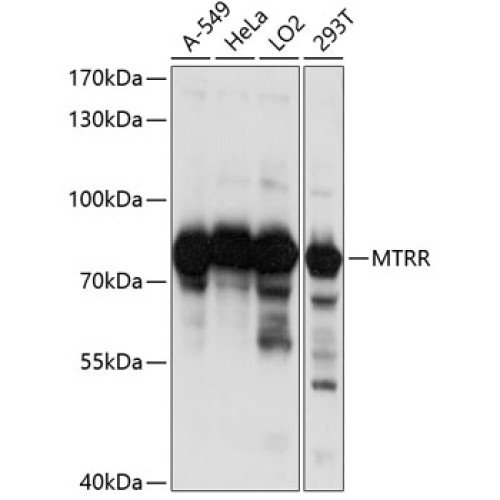MTRR Rabbit pAb