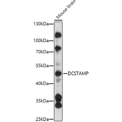 DCSTAMP Rabbit pAb