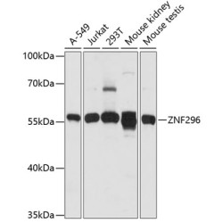 ZNF296 Rabbit pAb
