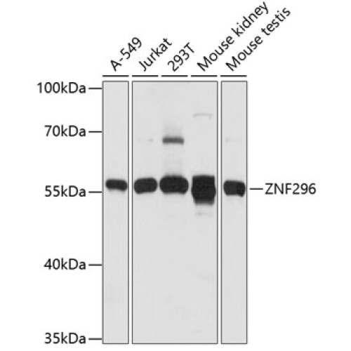 ZNF296 Rabbit pAb