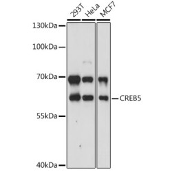 CREB5 Rabbit pAb