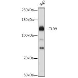 TLR9 Rabbit pAb
