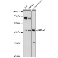 HTRA3 Rabbit pAb