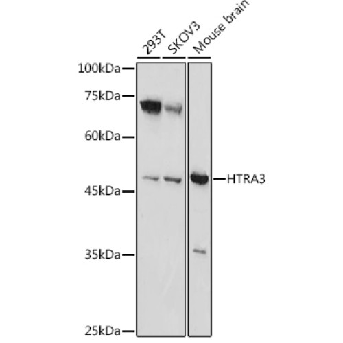 HTRA3 Rabbit pAb