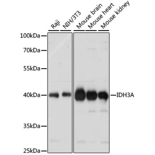 IDH3A Rabbit pAb