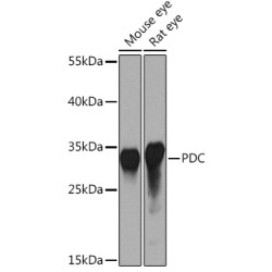 PDC Rabbit pAb