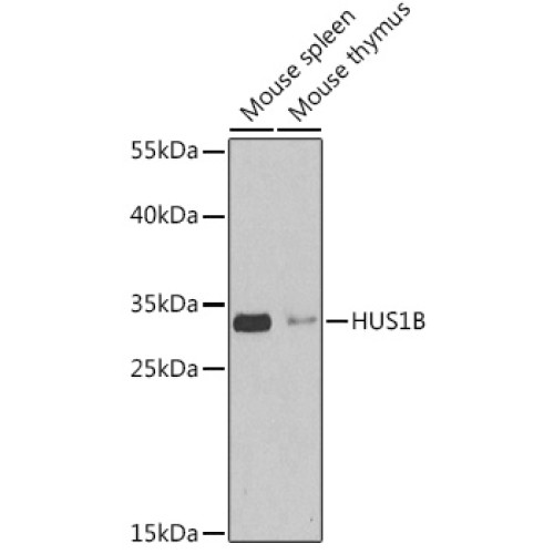 HUS1B Rabbit pAb