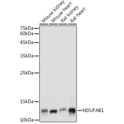NDUFAB1 Rabbit pAb