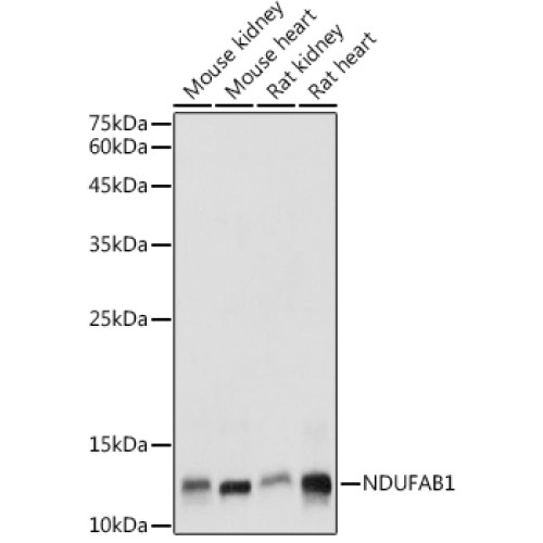NDUFAB1 Rabbit pAb