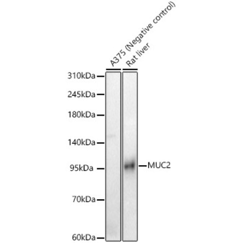 MUC2 Rabbit pAb