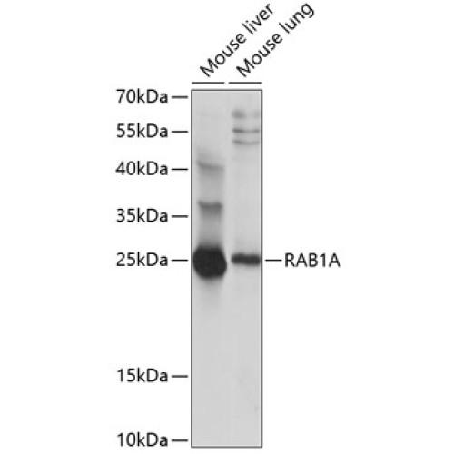 RAB1A Rabbit pAb