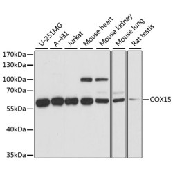 COX15 Rabbit pAb
