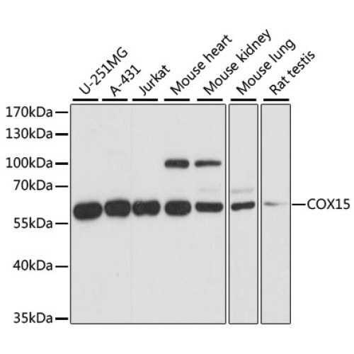 COX15 Rabbit pAb