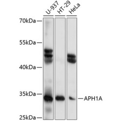 APH1A Rabbit pAb