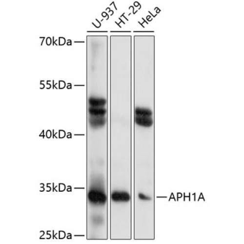 APH1A Rabbit pAb