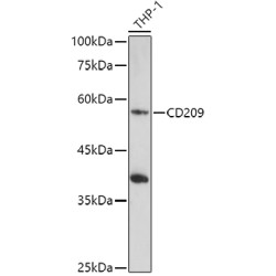 CD209 Rabbit pAb