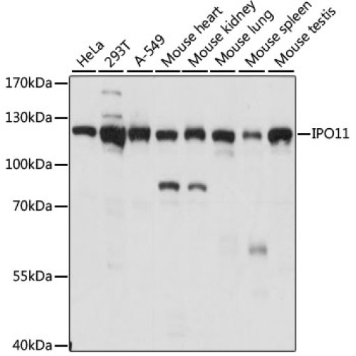 IPO11 Rabbit pAb