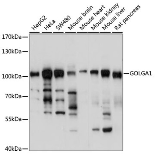 GOLGA1 Rabbit pAb