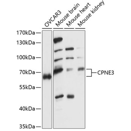 CPNE3 Rabbit pAb