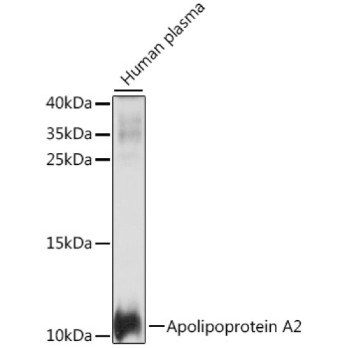 Apolipoprotein A2 Rabbit pAb
