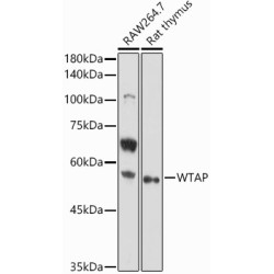 WTAP Rabbit pAb