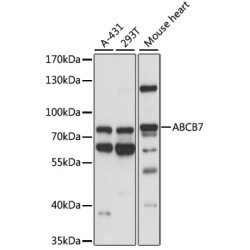 ABCB7 Rabbit pAb