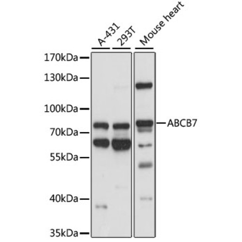 ABCB7 Rabbit pAb