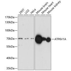 ATP6V1A Rabbit pAb