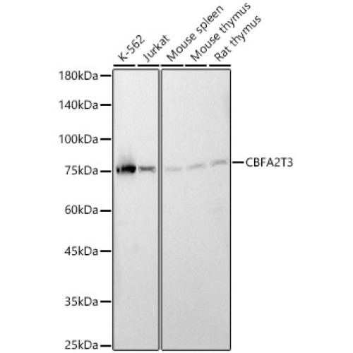 CBFA2T3 Rabbit pAb