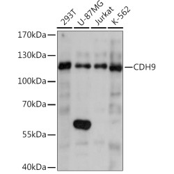 CDH9 Rabbit pAb