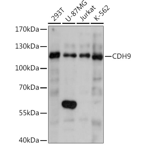 CDH9 Rabbit pAb