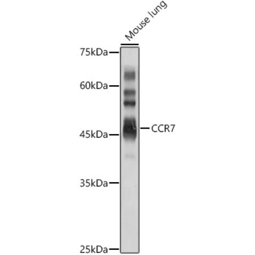 CCR7 Rabbit pAb