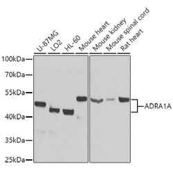 ADRA1A Rabbit pAb