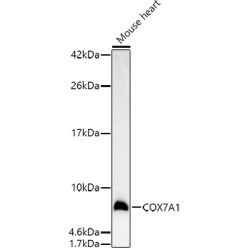 COX7A1 Rabbit pAb