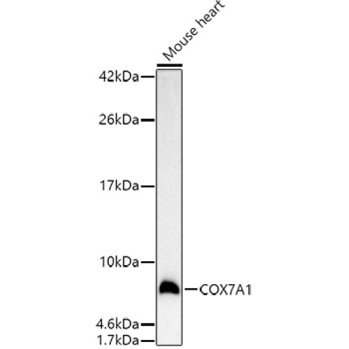 COX7A1 Rabbit pAb