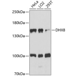 DHX8 Rabbit pAb