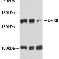 DHX8 Rabbit pAb