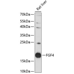 FGF4 Rabbit pAb