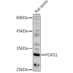 FOXS1 Rabbit pAb