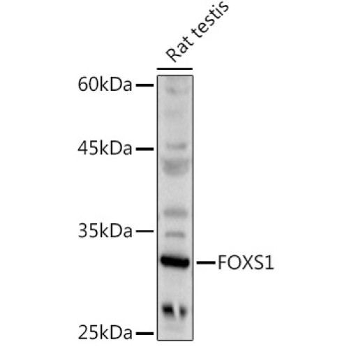 FOXS1 Rabbit pAb
