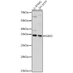 GBX2 Rabbit pAb