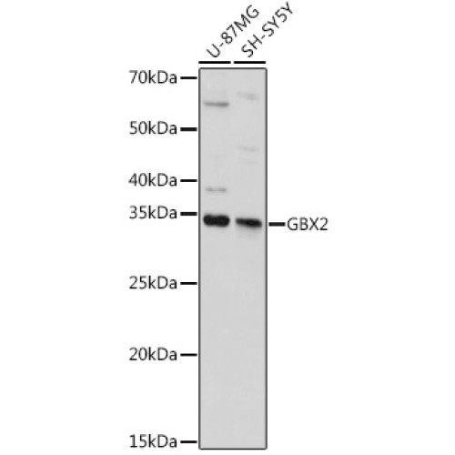 GBX2 Rabbit pAb