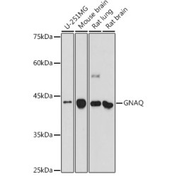 GNAQ Rabbit pAb