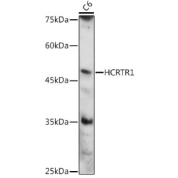 HCRTR1 Rabbit pAb