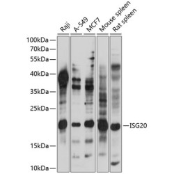 ISG20 Rabbit pAb