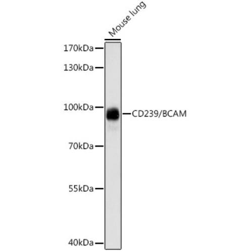 CD239/BCAM Rabbit pAb